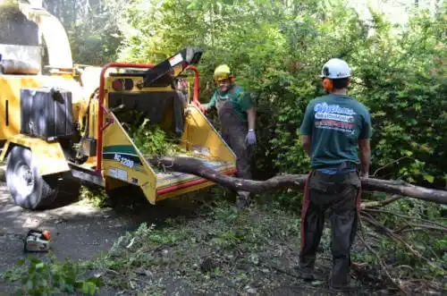 tree services San Juan Capistrano